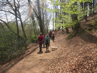 Teutoschleife in Ibbenbüren Eine Gruppe Wanderer laufen im Wald