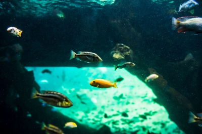 Unterwasserwelt bei Natura Gart Mehrere kleine Fische schwimmen durch Unterwasserwelt.