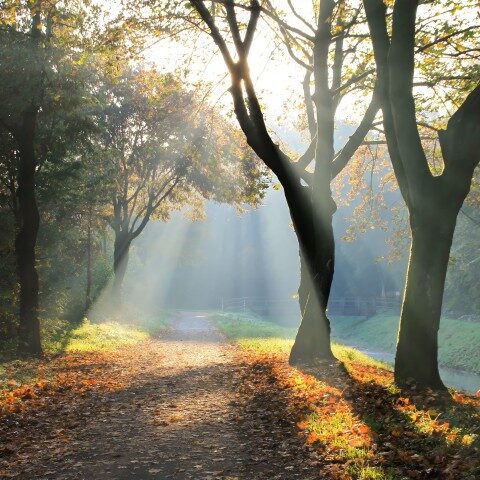 Die Ibbenbürener Aa im Nebel