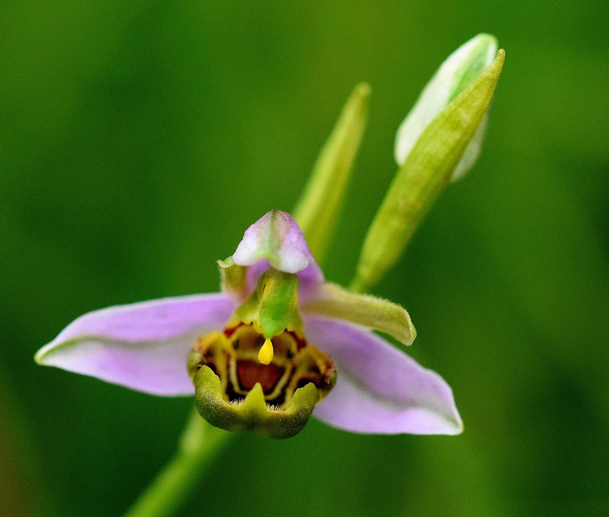 bienen-ragwurz-silberberg_Richard_Binkowski