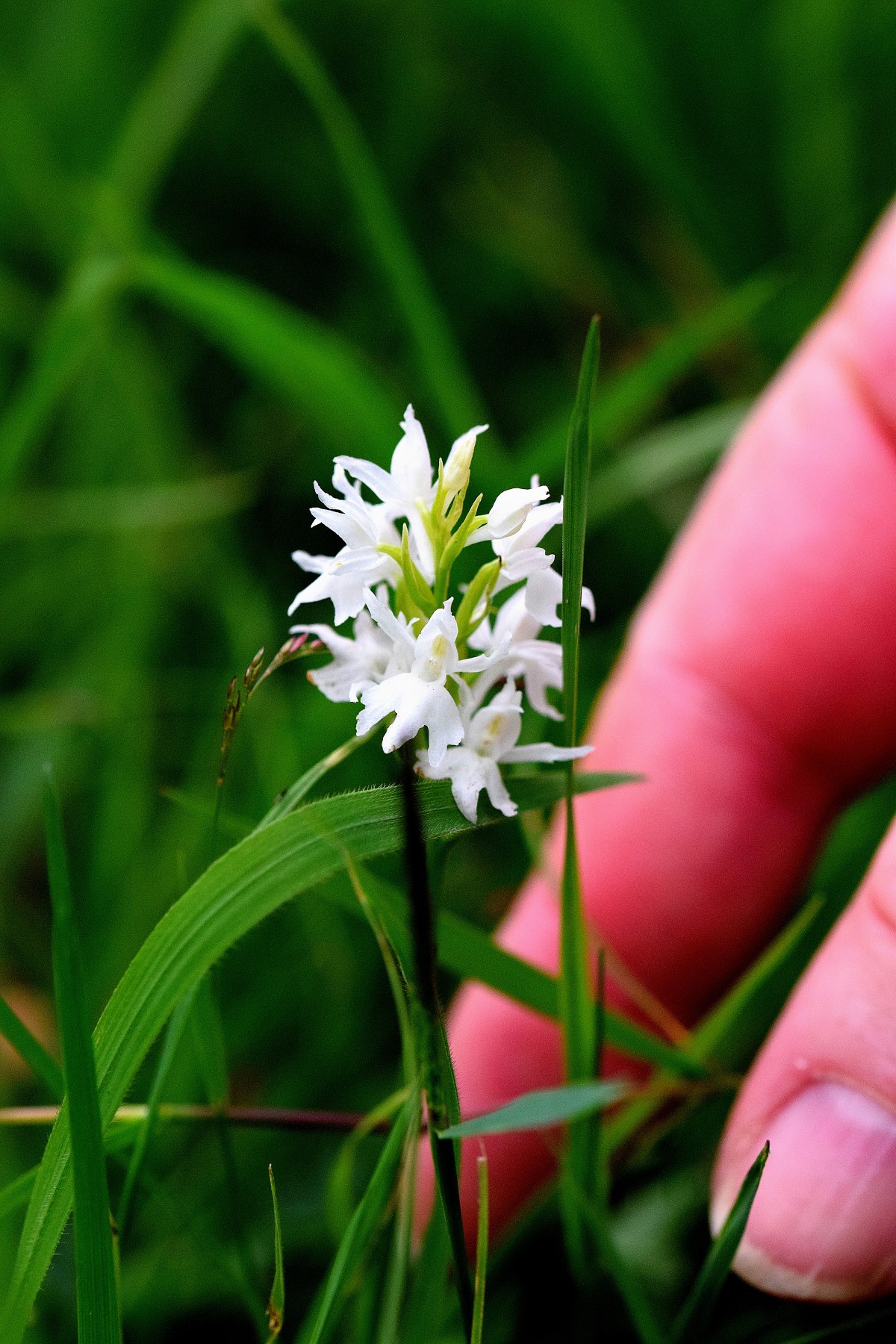 dactylorhiza-fuchsii-silberberg_Richard_Binkowski