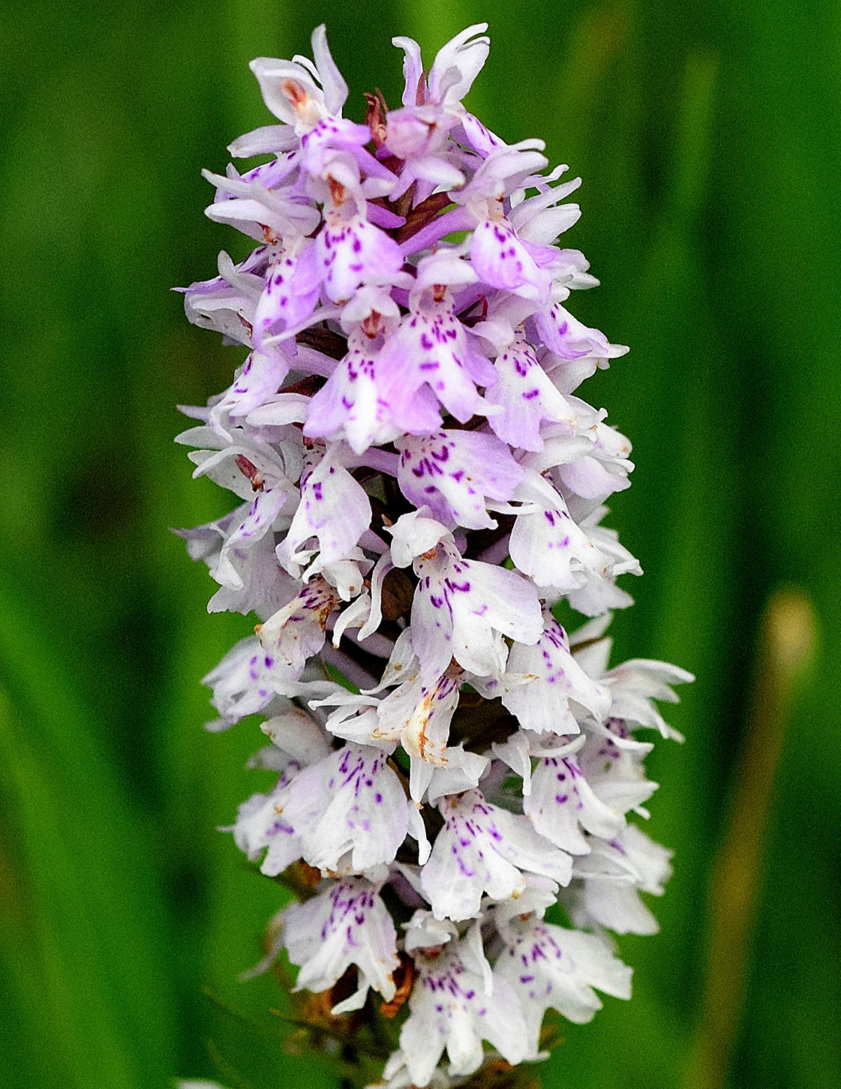 fuchsknabenkraut-silberberg_Richard_Binkowski