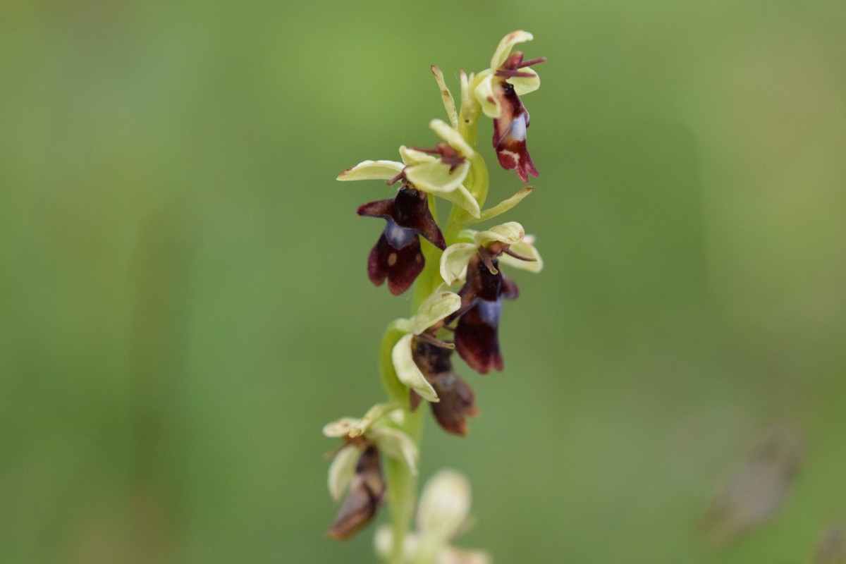 orchidee-silberberg_Richard_Binkowski