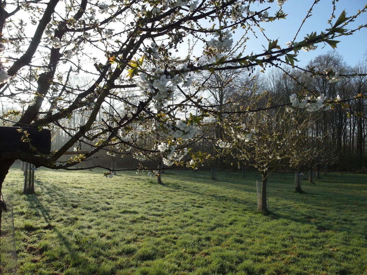 Süßkirschpflanzung_Hagen_aTW_©Gemeinde Hagen.JPG