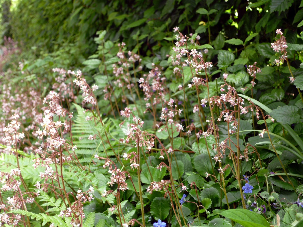 tecklenburg-park-blumen