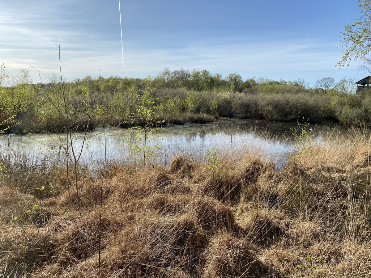 Emsdettener Venn Pflanzen Hochmoor