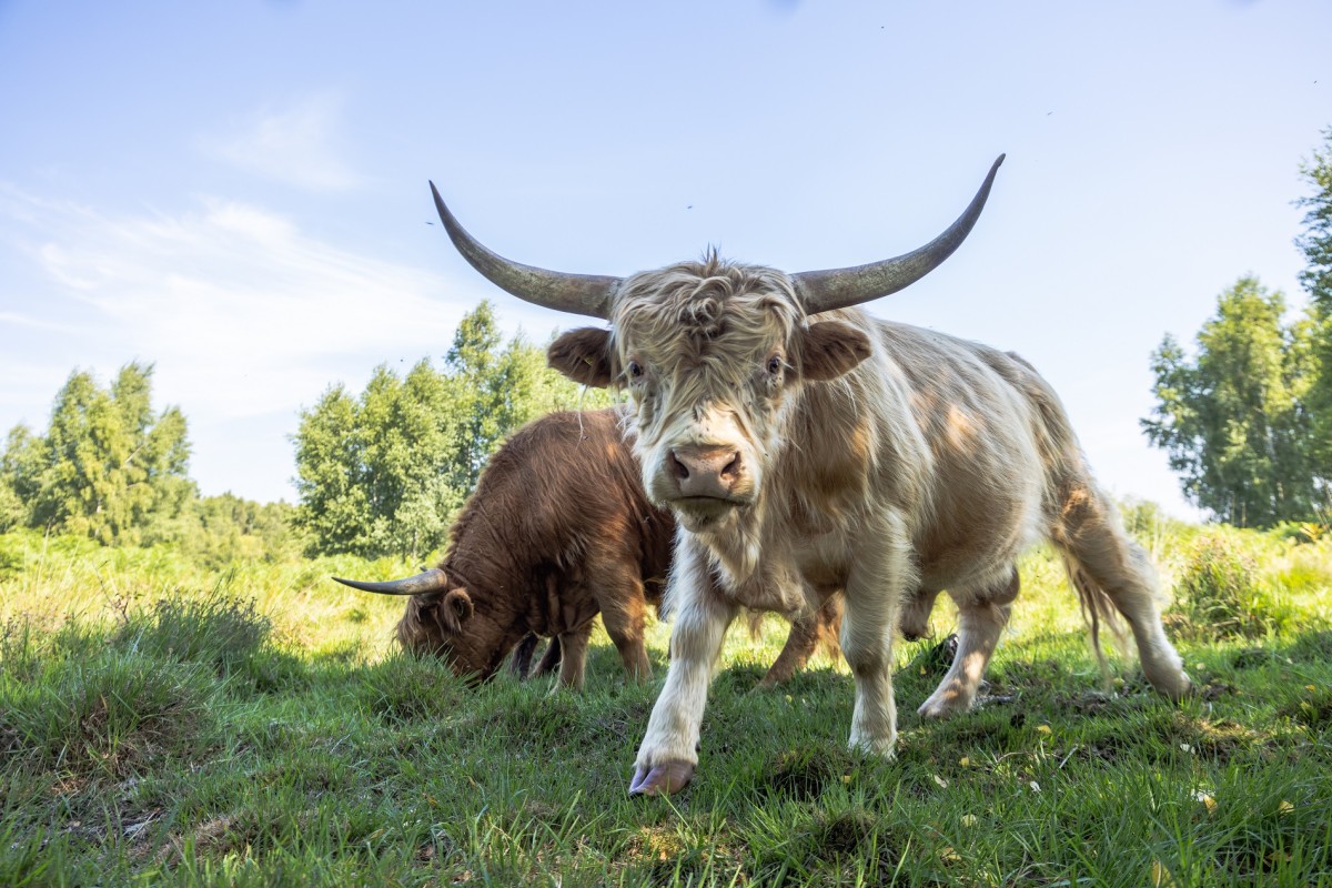 Hochlandrinder im Emsdettener Venn
