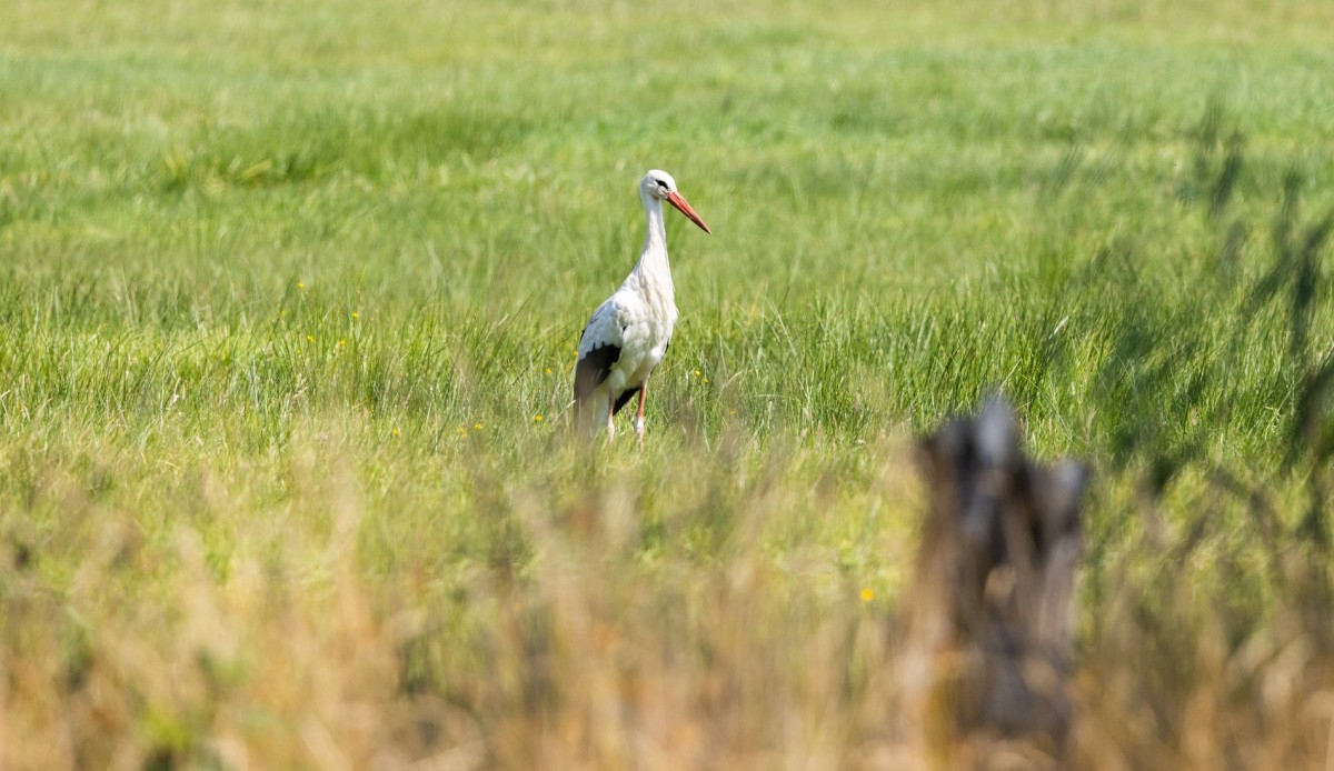 Storch im Naturschutzgebiet Emsdettener Venn