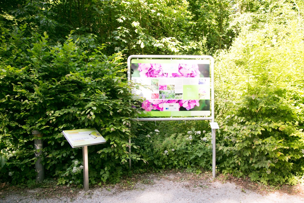 lengerich-park-hortensien