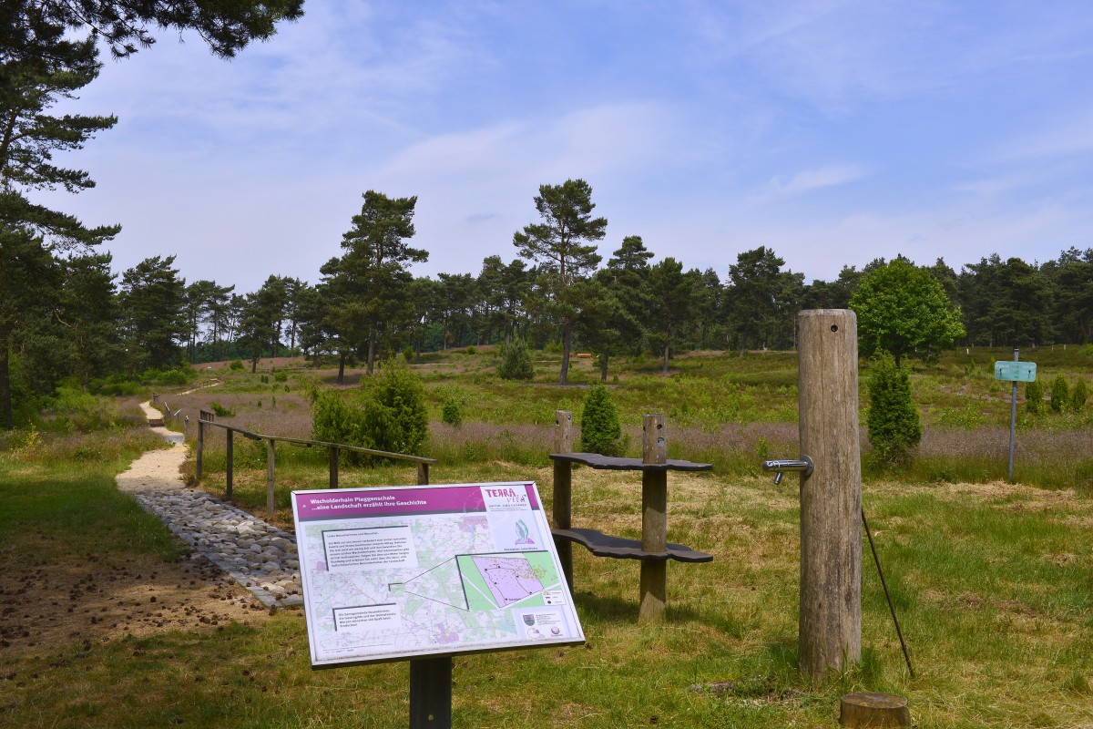 Wacholderhain in Merzen-Plaggenschale 