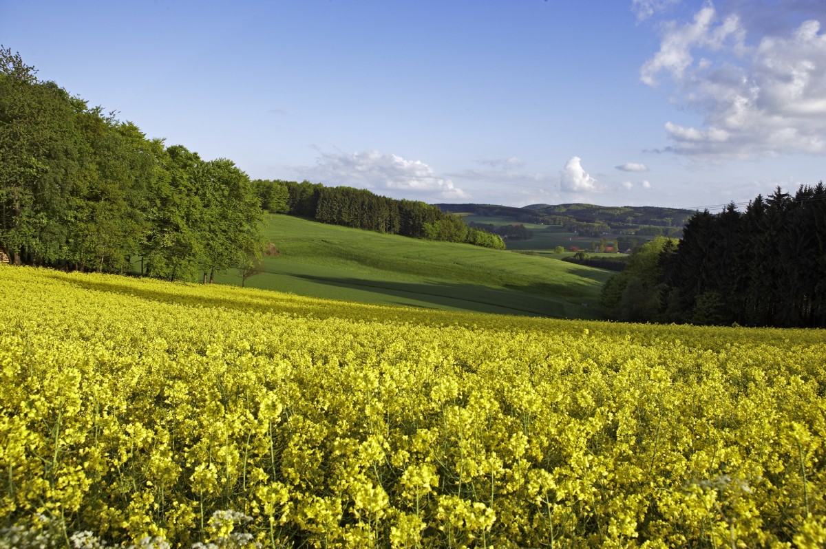 Wandern auf dem Hermannsweg