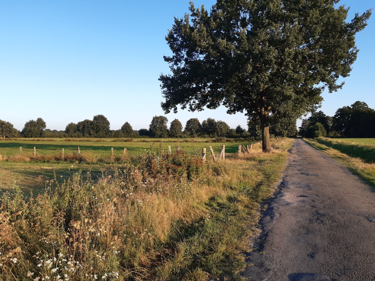 Moorlandschaft in Recke
