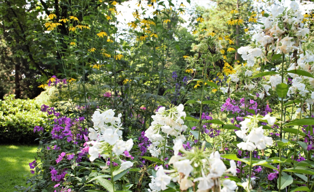 Blütenpracht in Loismanns Garten