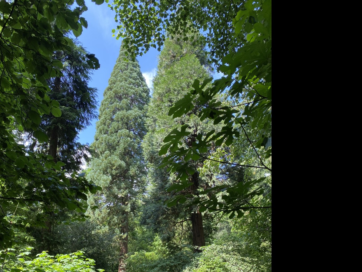 Imposante Bäume in Loismanns Garten
