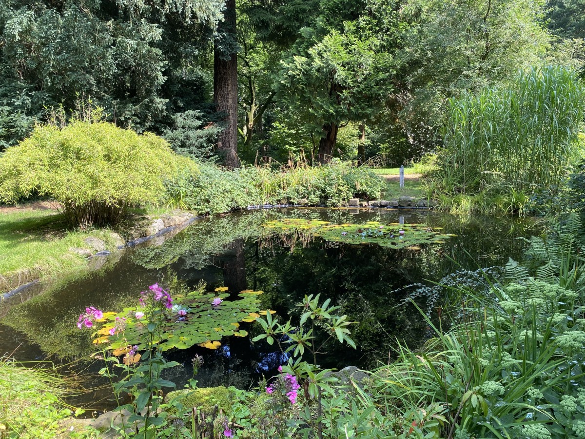 Seerosenteich in Loismanns Garten
