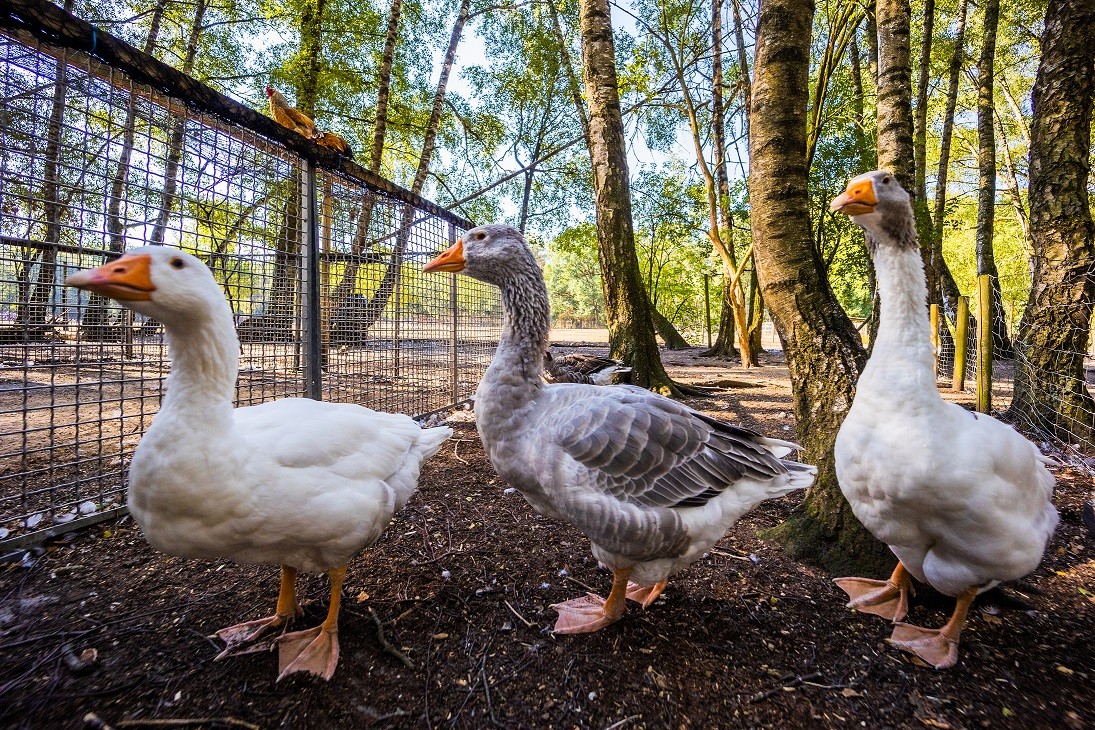 Gänse im Wildfreigehege Nöttler Berg