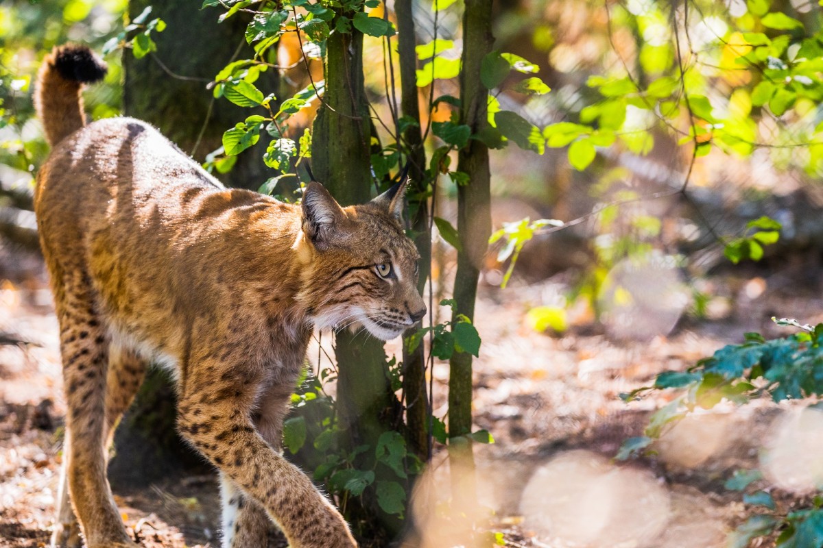 Luchs im Wildfreigehege Nöttler BErg