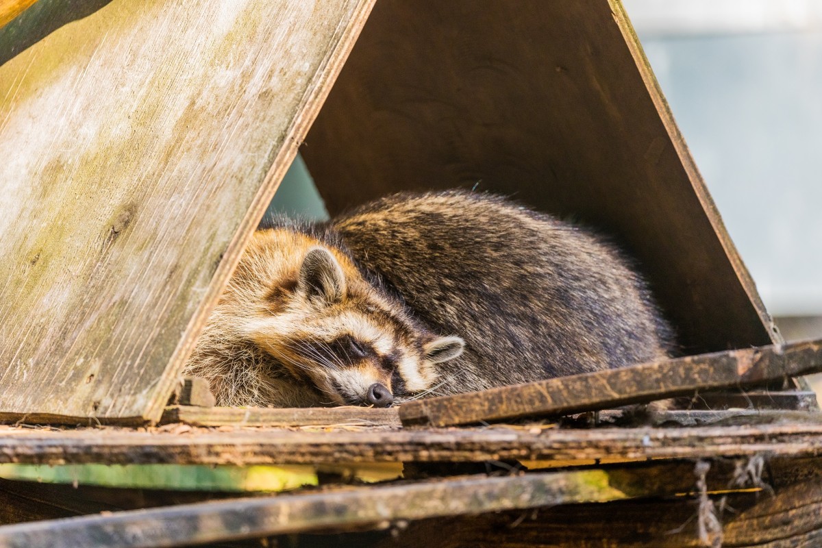 Waschbär im Wildfreigehege Nöttler BErg