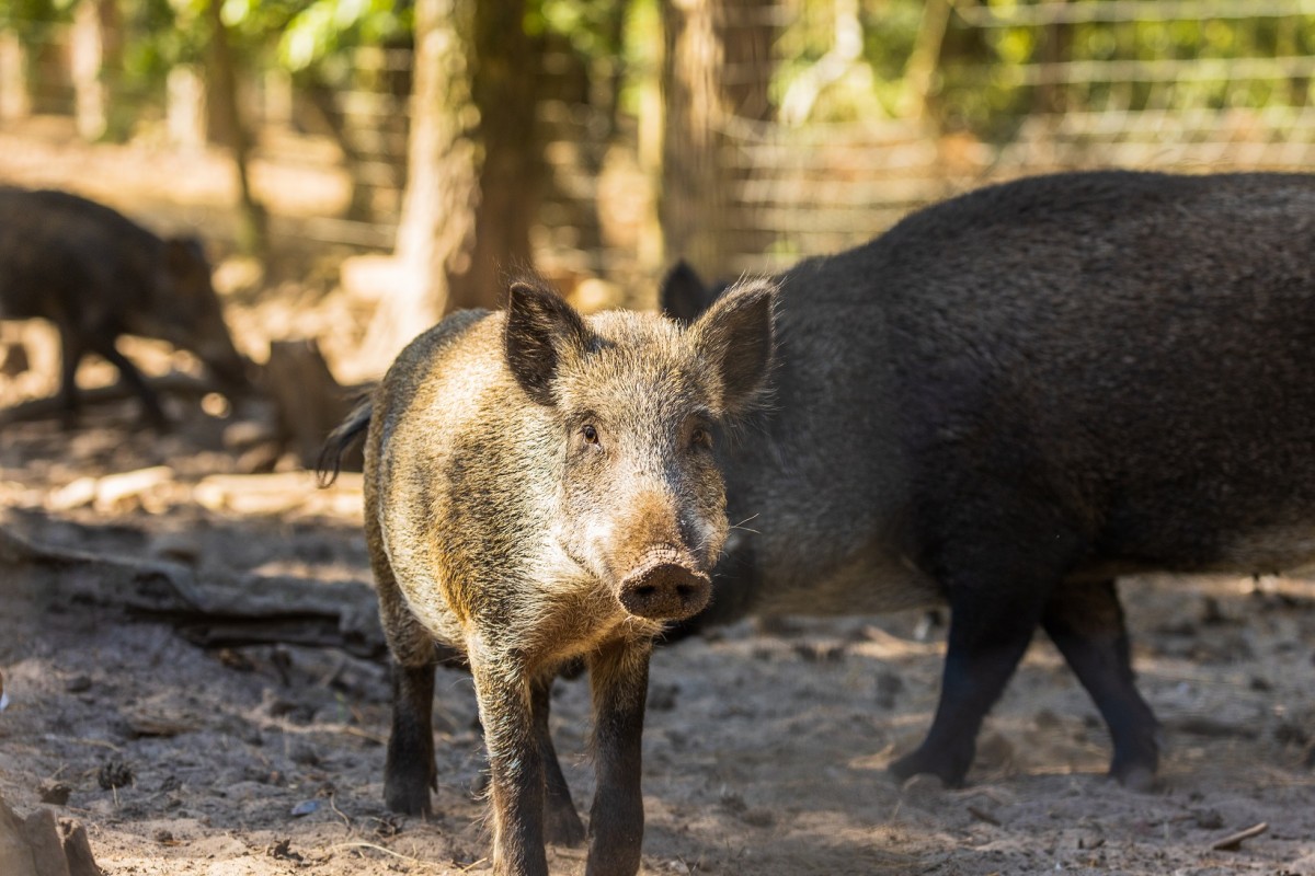 Wildschweine im Wildfreigehege Nöttler Berg