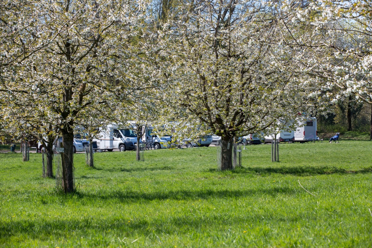 hagen-atw-kirschbluete-2022-copyright-tol-foto-klaus-herzmann (21).JPG