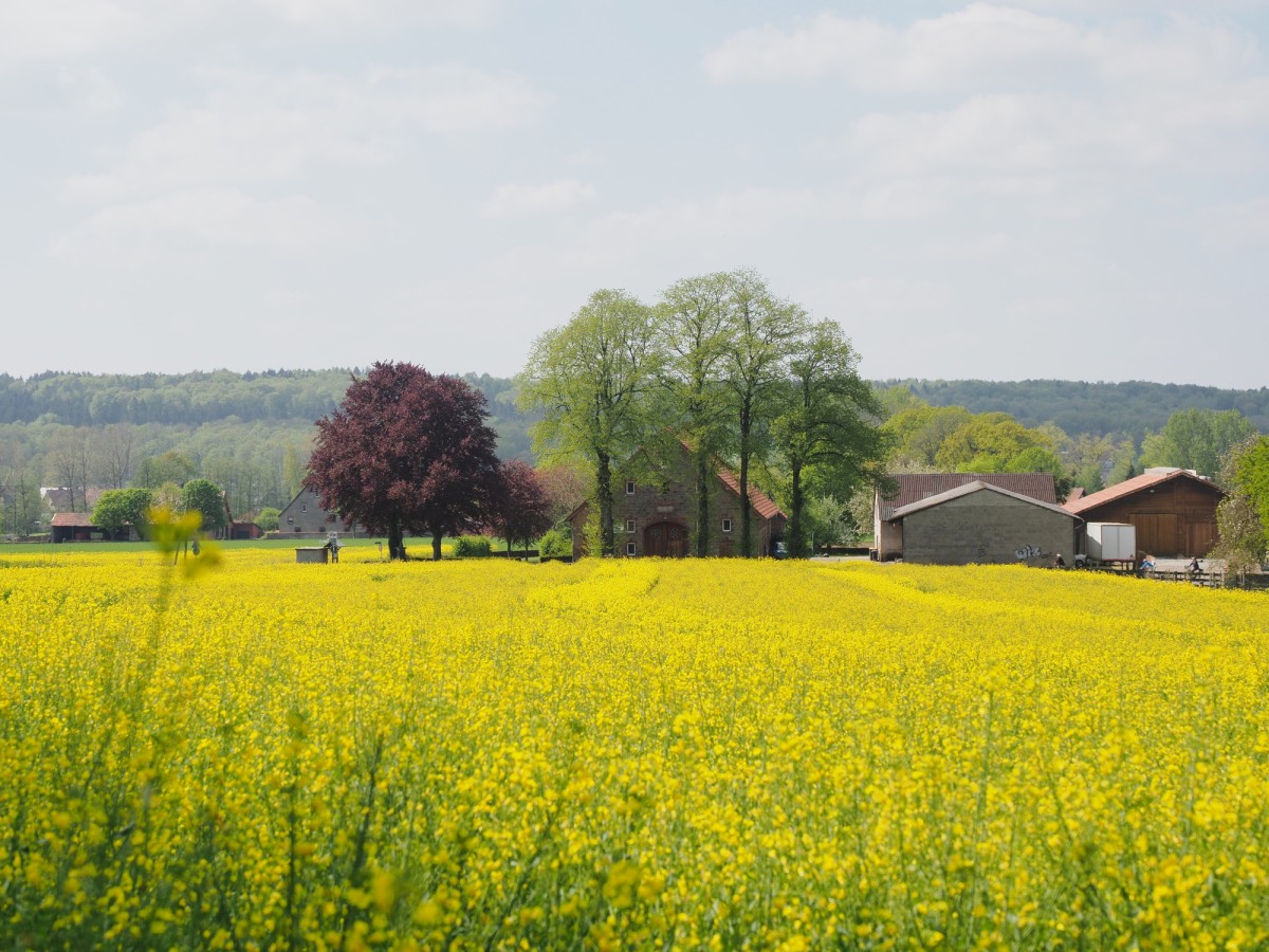 Landschaft zwischen Hasbergen und Hagen 