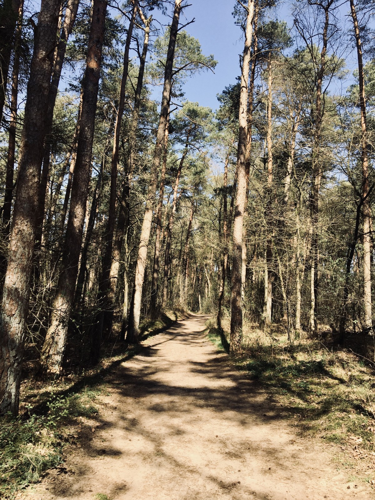 TERRA.track Kulturpfad Königstannen
