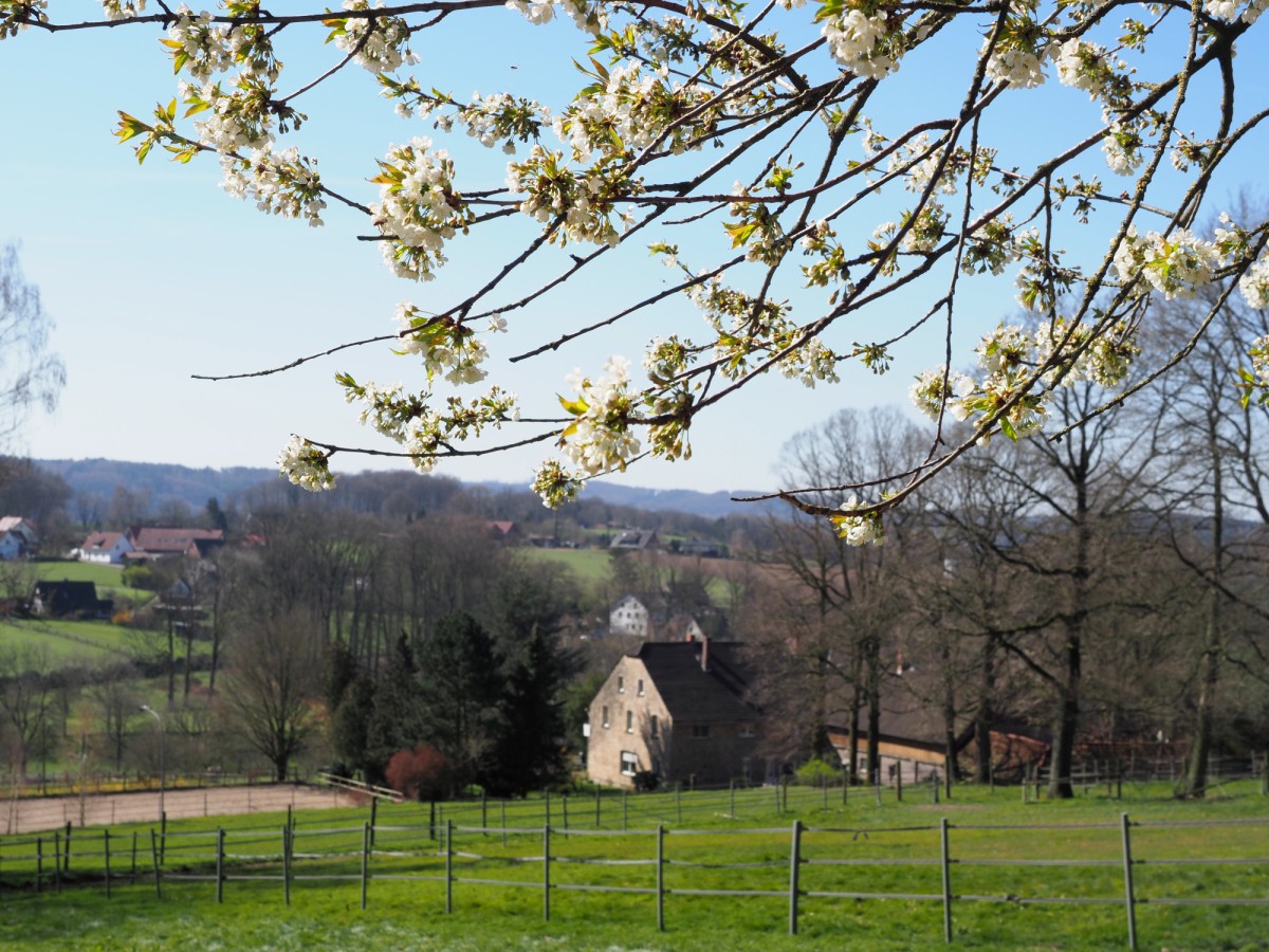 Kirschblüte im Hüggel