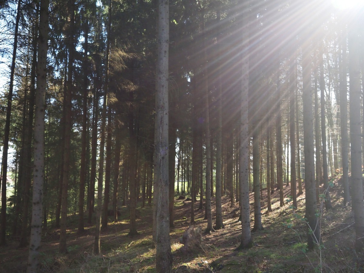 Waldstimmung im Hüggel