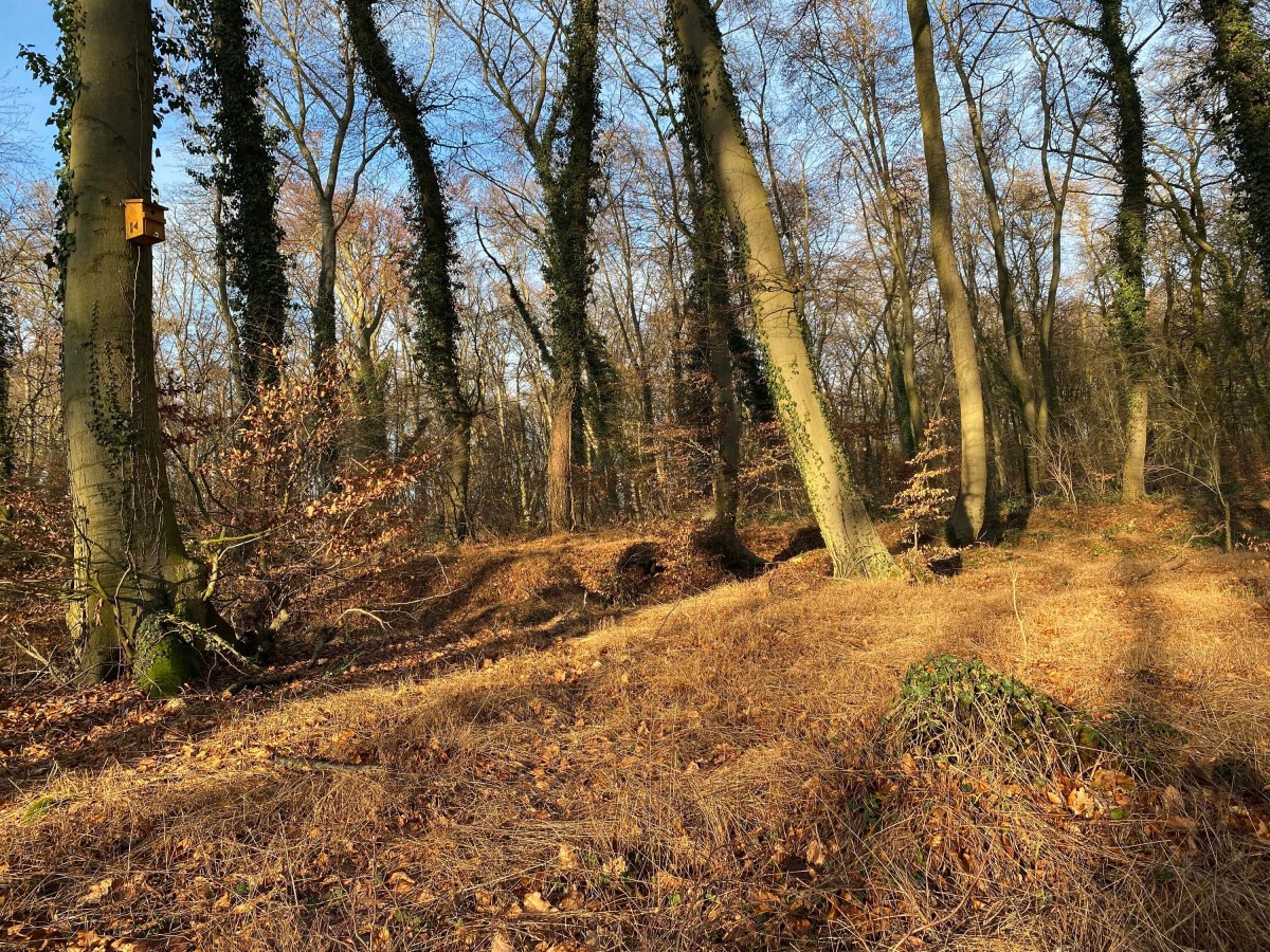 Hollage im Winter