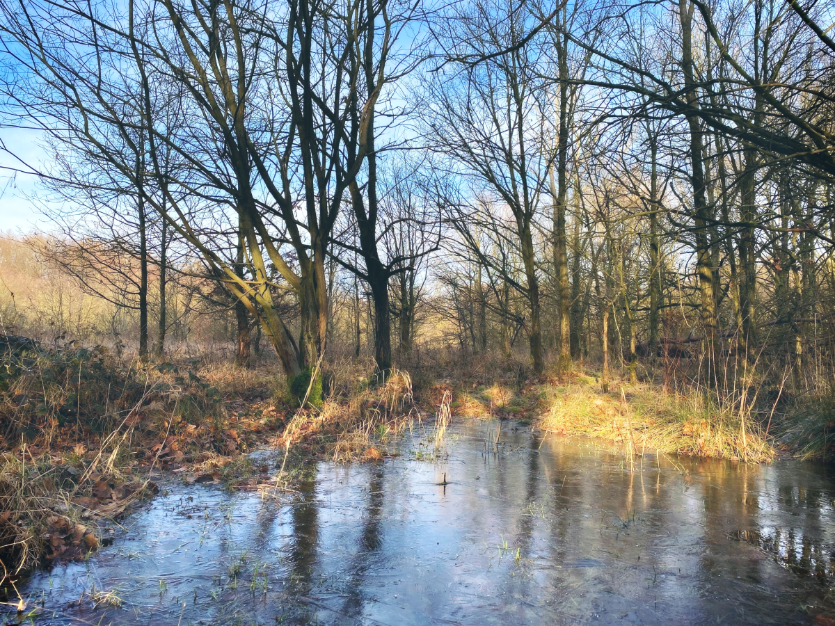 Hollager Berg im Winter