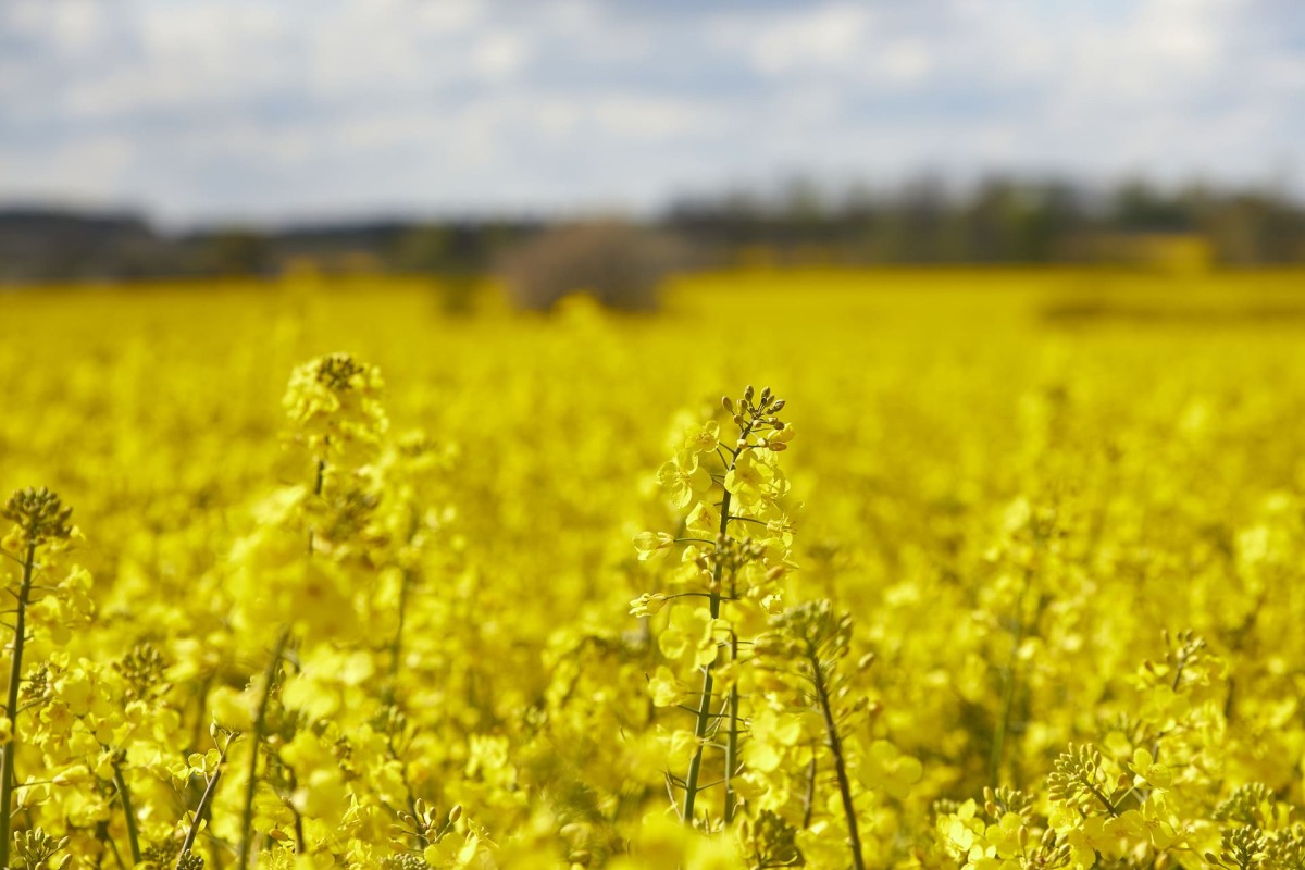 muensterland-ibbenbueren-wandern-sommer