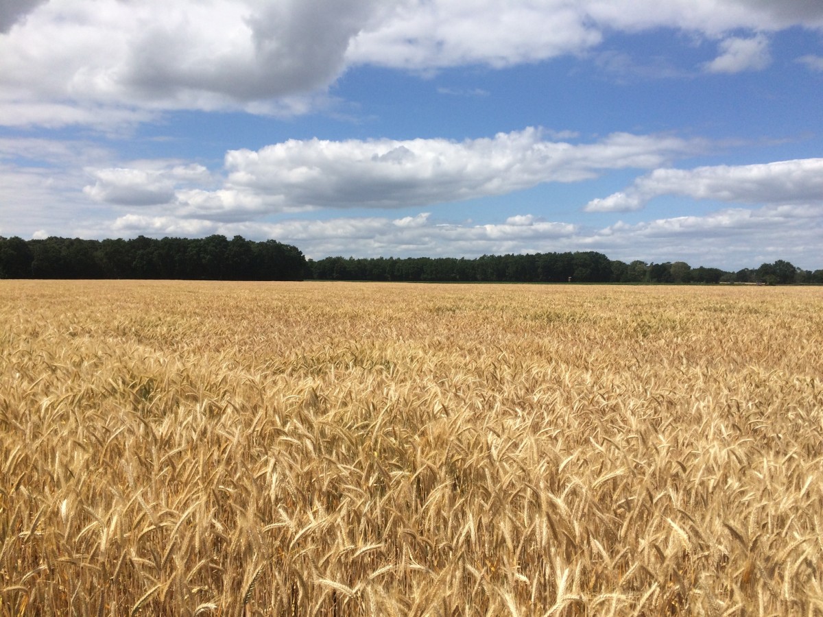 Weite Feldlandschaft bei Weese
