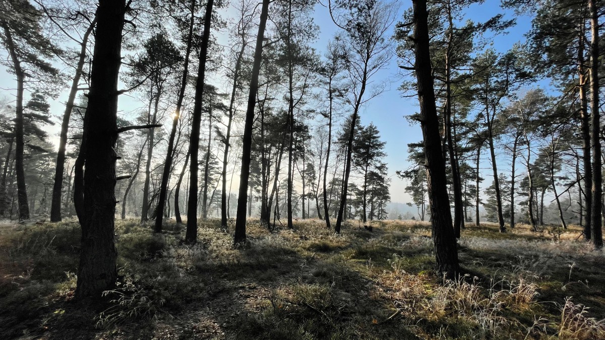 TERRA.track Neuenkirchen-Lünort