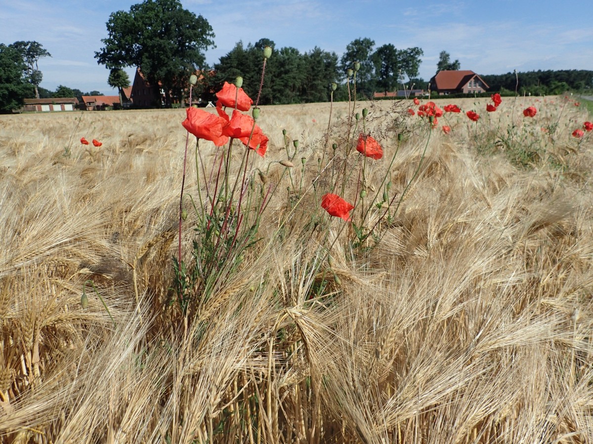Radeln im Osnabrücker Land