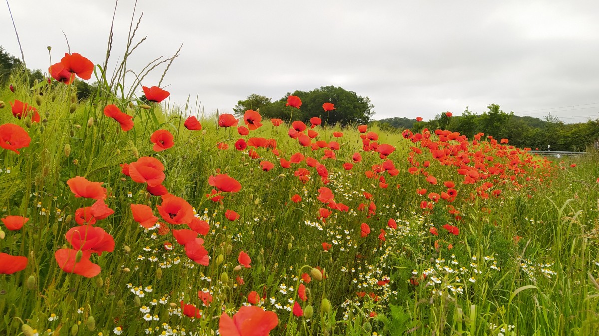 Mohnblüte im Tecklenburger Land