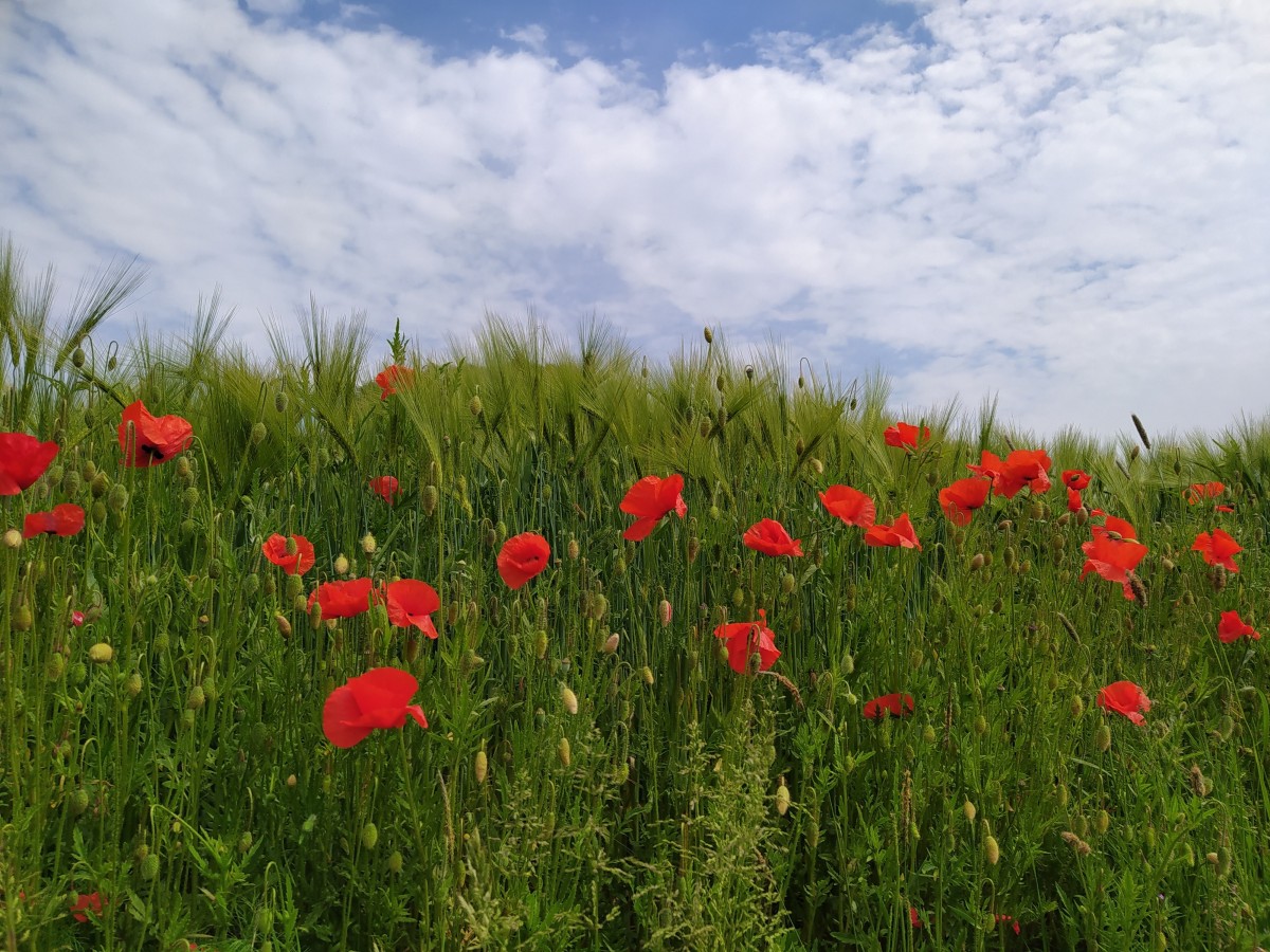 Mohnfeld auf der Radtour
