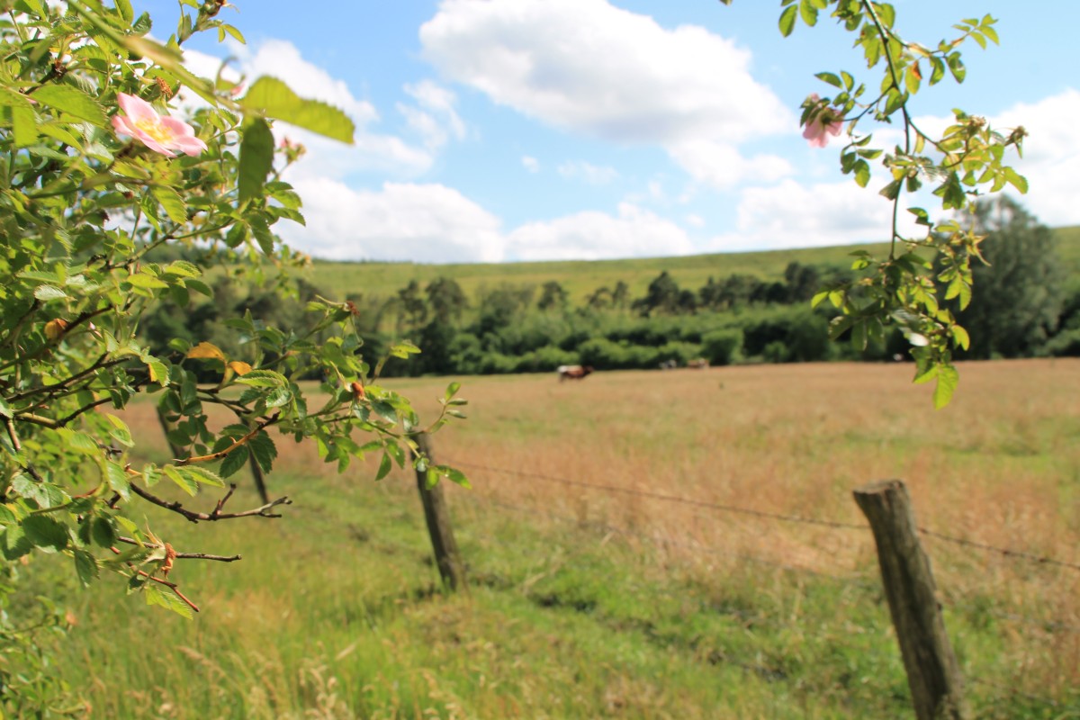 Bilck auf die Rudolfhalde