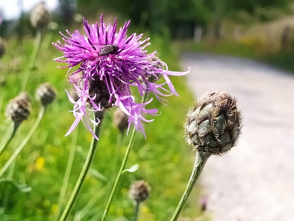 Flockenblumen am Klee