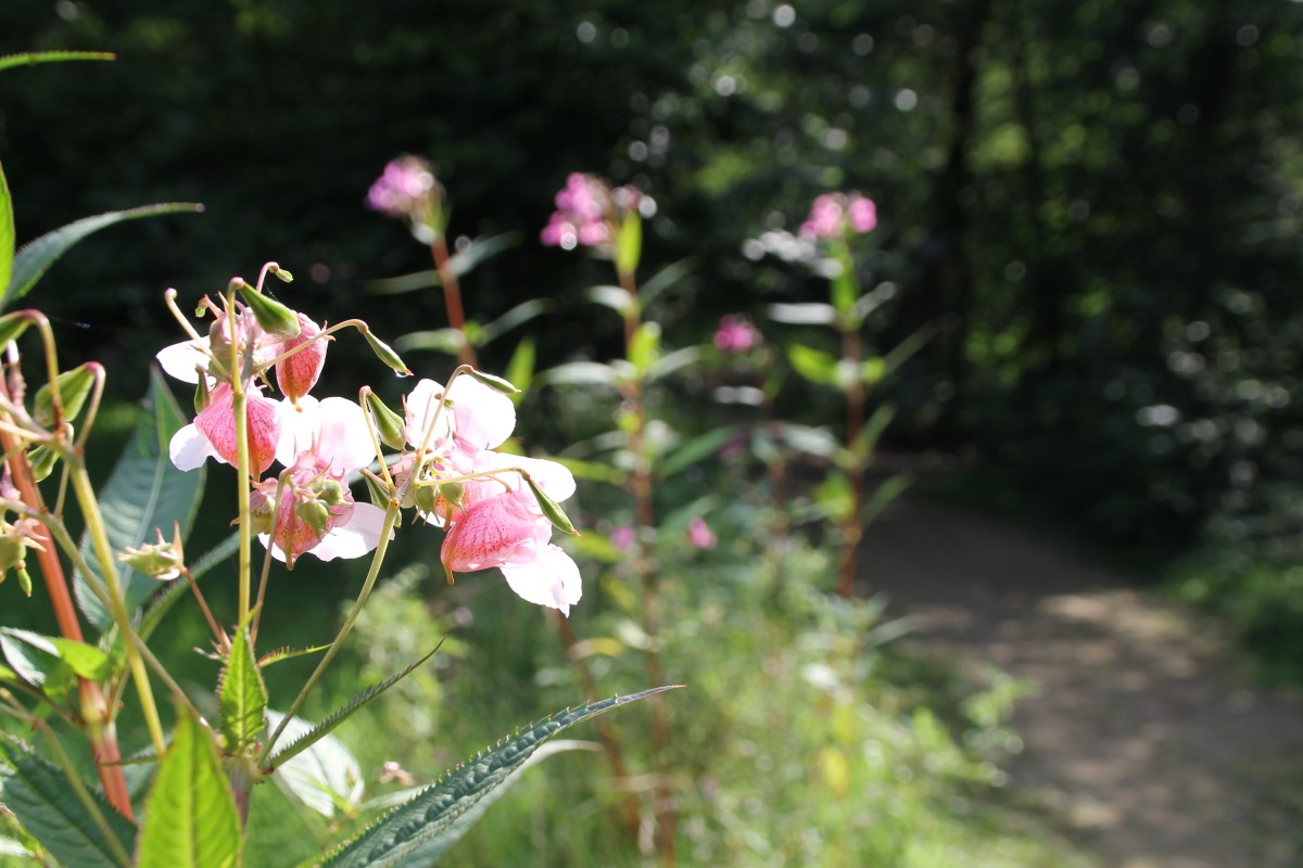 x13 ibb steinbeck spl (18)