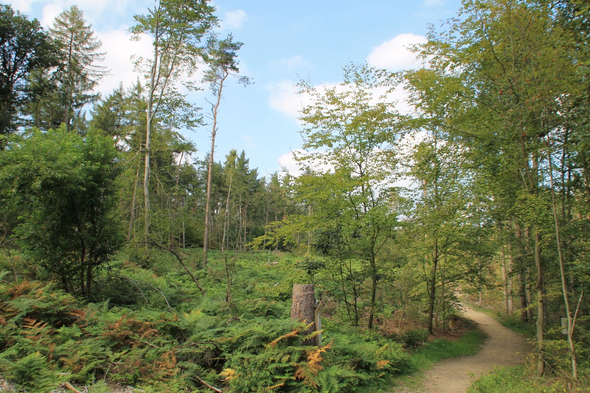 x13 ibb steinbeck spl (5)