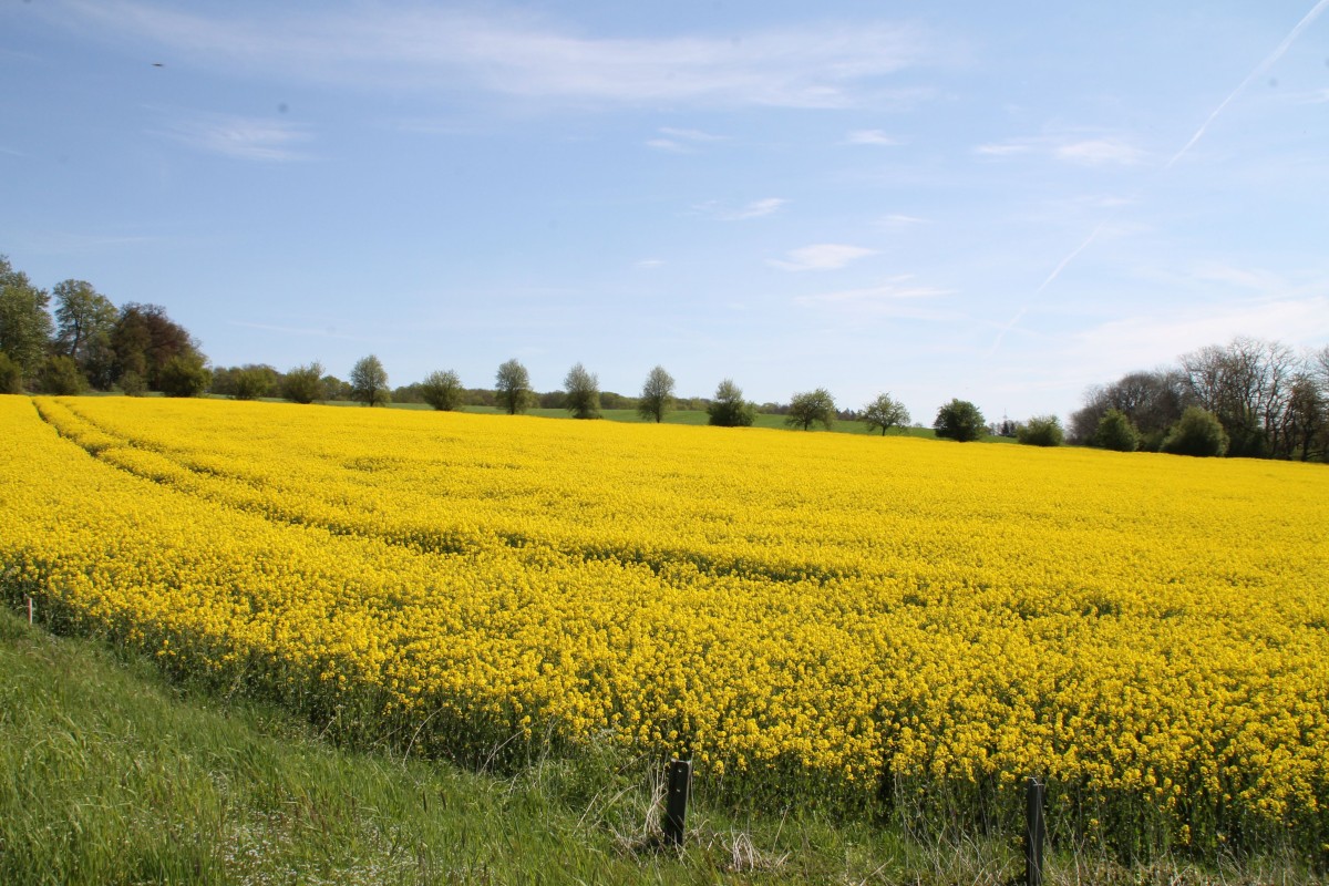 Rapsfeld in Ibbenbüren-Laggenbeck