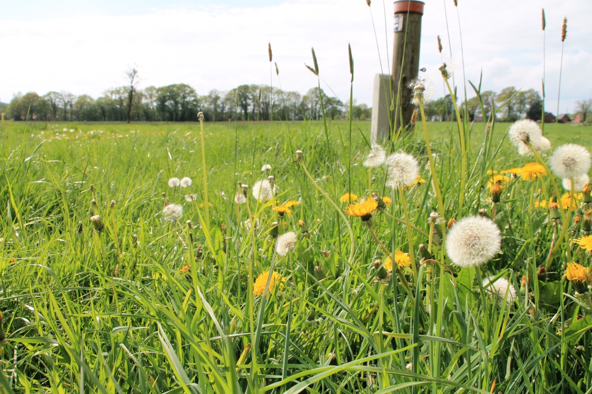 Wanderweg A5 Laggenbeck spl (9)