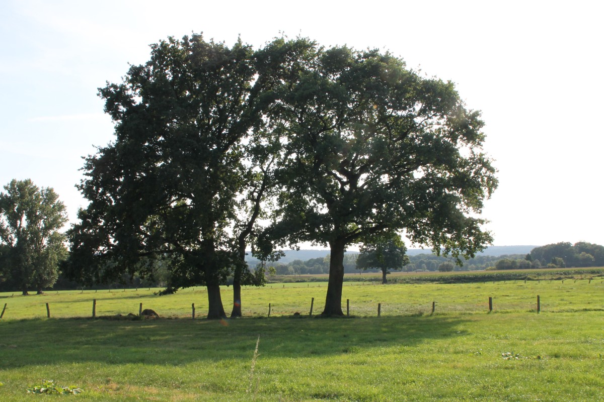 Eichen am Prozessionsweg spl