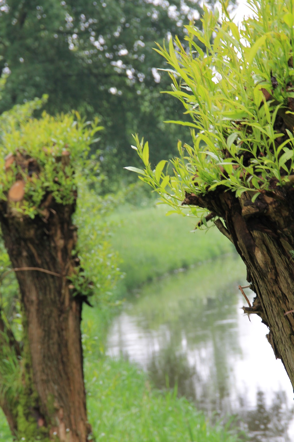 Weidenfrühling an der Aa 3 spl
