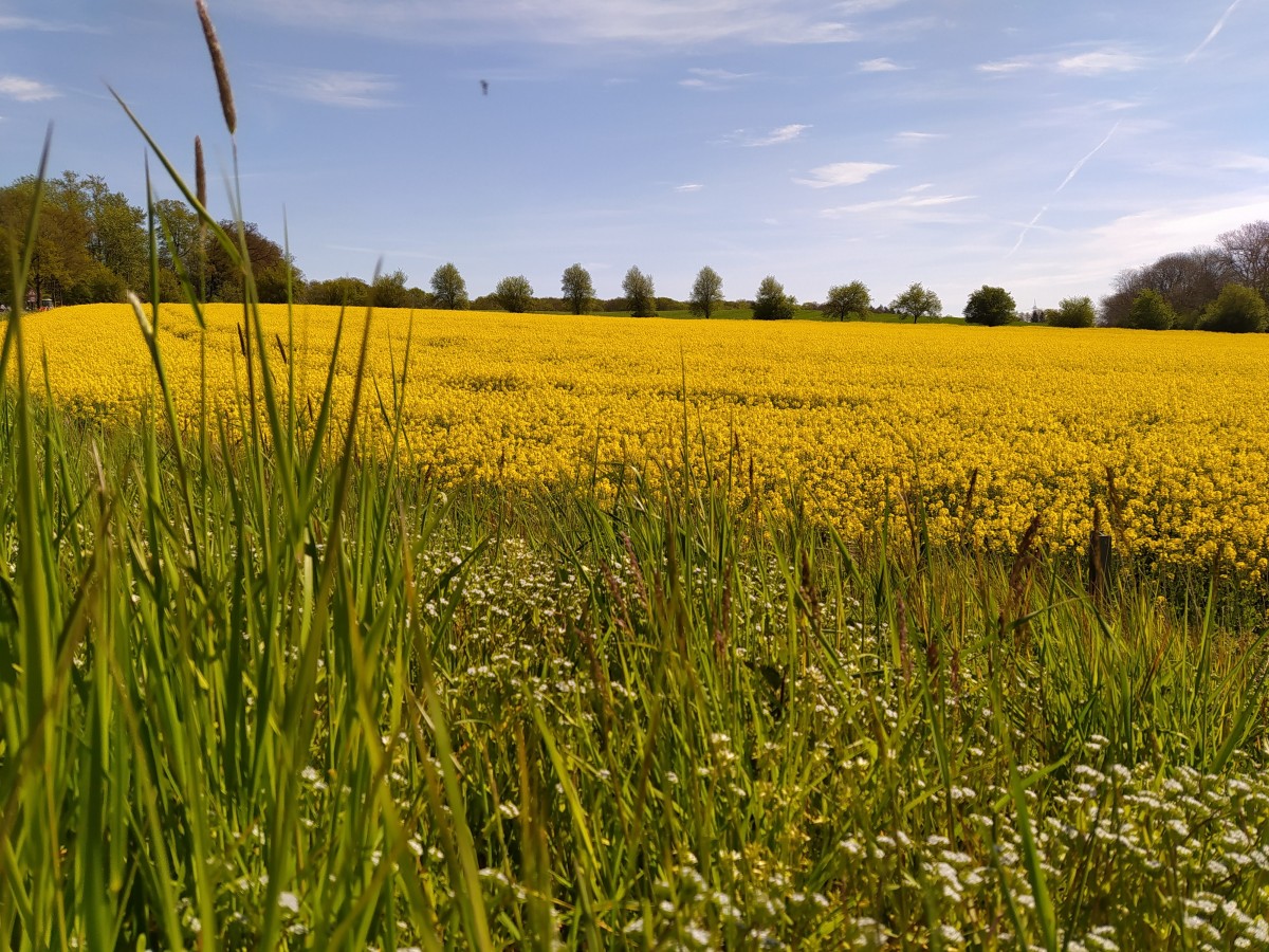 Leuchtende Rapsfelder in ibbenbüren spl