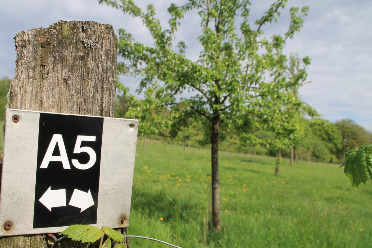 Wanderweg A5 Laggenbeck spl Obstwiese in Laggenbeck
