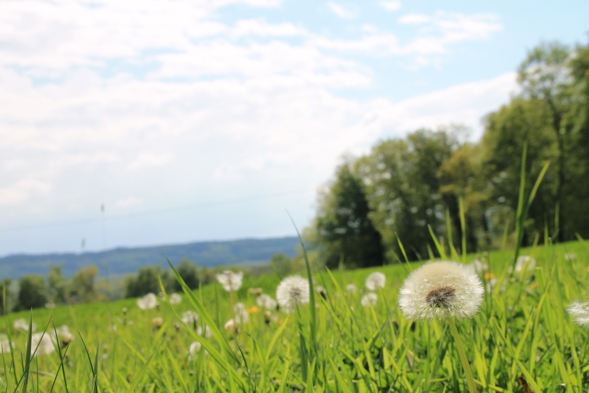 Wanderweg A5 Laggenbeck spl Wiesenblick auf den Teutoburger Wald (8)