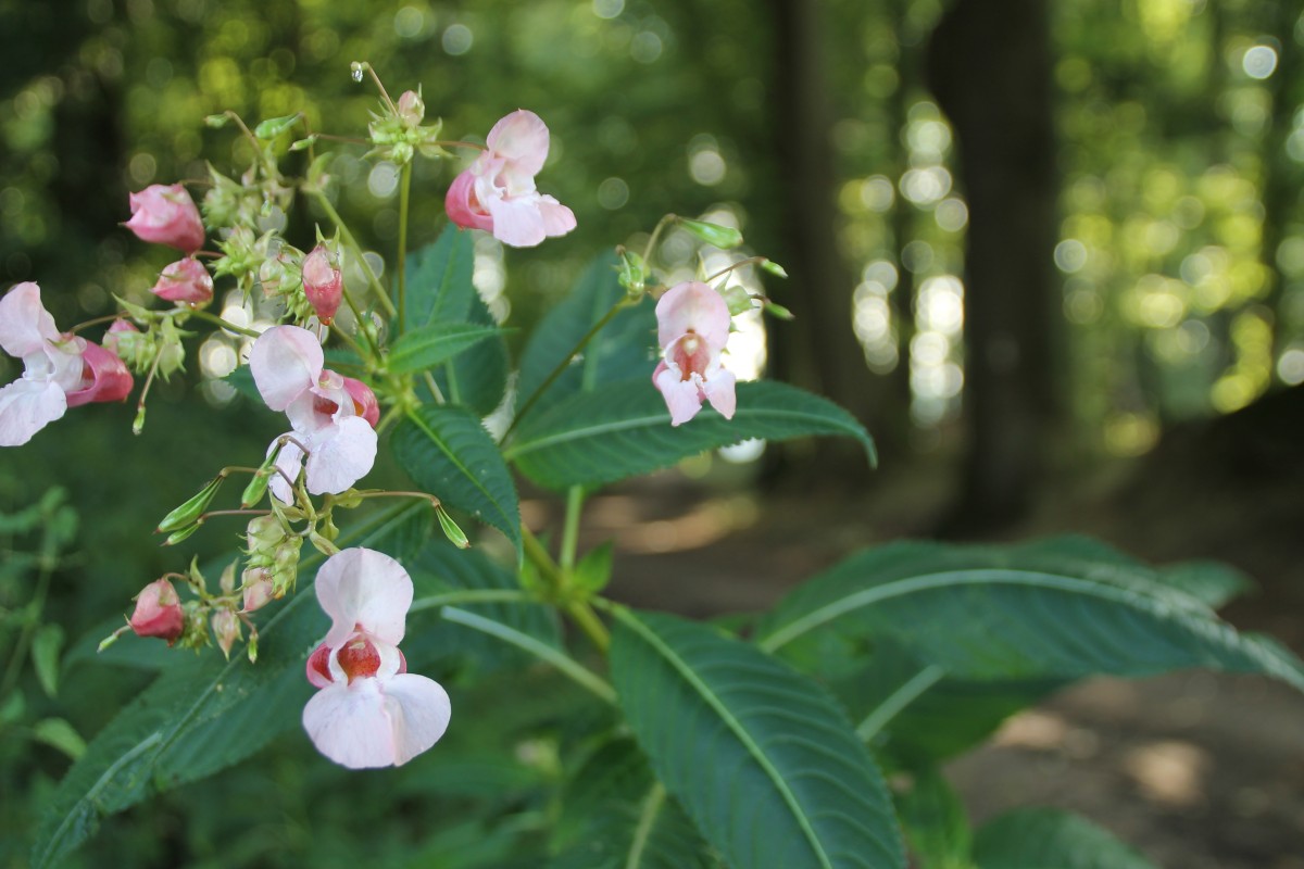 x18 mettingen ibb spl (4)