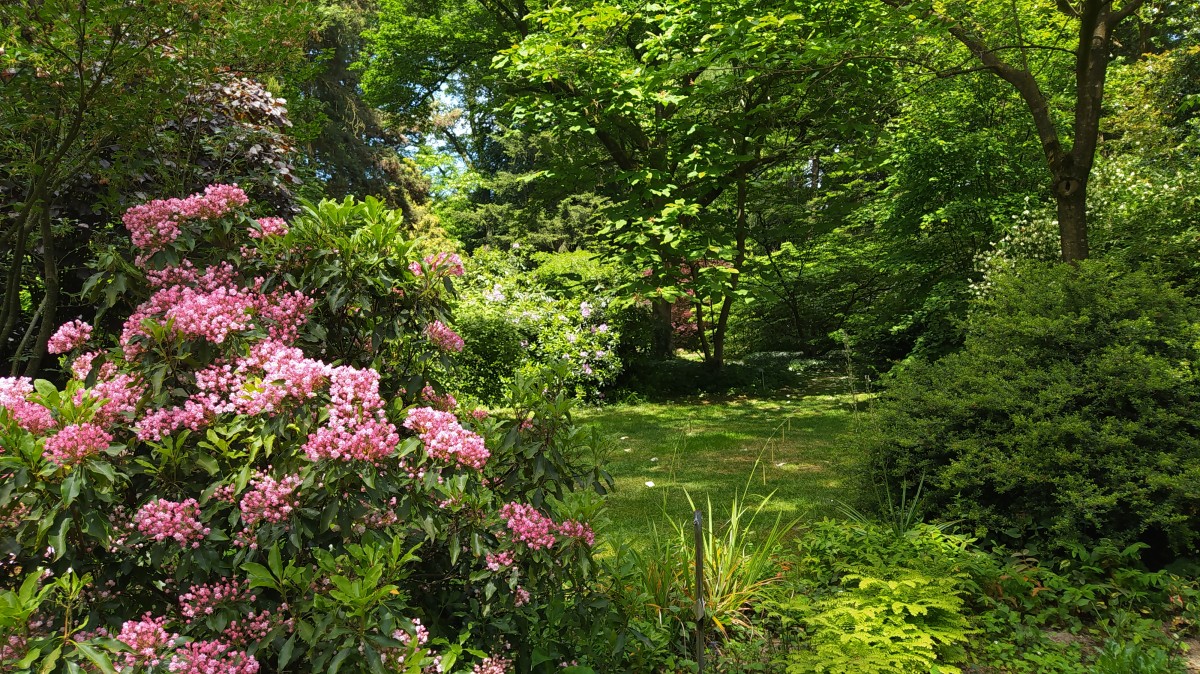 Blütenmeer im Bot.Garten_s.plake