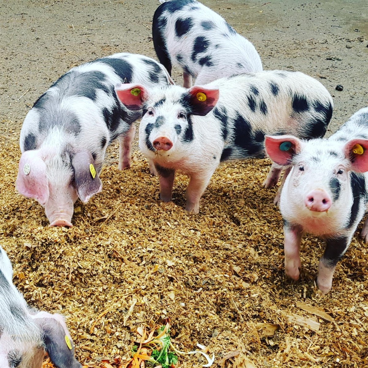 Hofführungen auf Anfrage